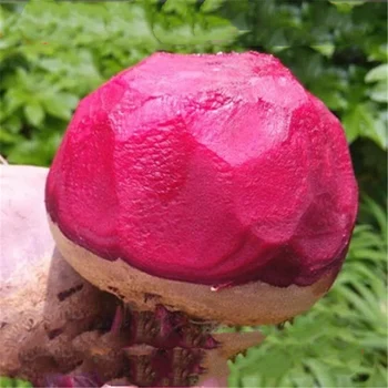 

Plant Flower Bath Salts Red beet Vegetables Essence 100Pcs XZZ-191