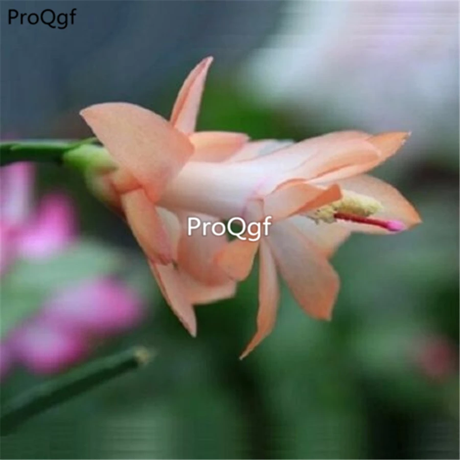 Ngryise 5 шт набор Zygocactus truncatus
