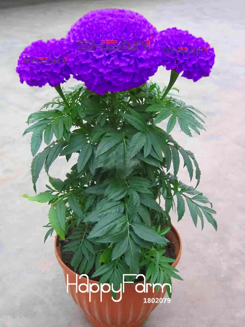 Hot Sale!11 Kinds Maidenhair Herb Garden Pot Marigold Flower bonsai Potted Chrysanthemum plant 50 Pcs/Pack,#VTBX5M