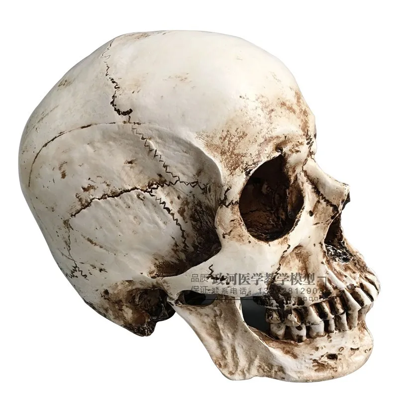 

Art with Human Muscle Painted Bold Eagle Reference Head Bone Skull Bone Anatomy Bust Model Unisex 14-Year-Old