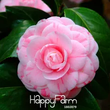 Большая Акция! 100 шт./лот розовый двойной цвет Камелия бонсай, сад в горшке цветок Флорес декоративные растения в горшках японский Camell