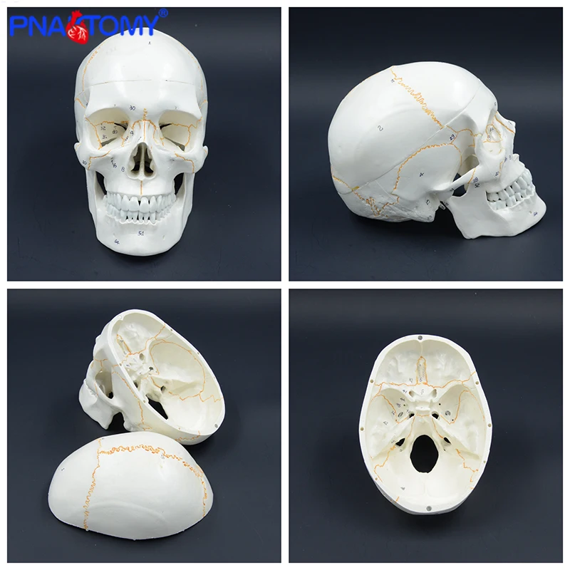 

Life size human numbered skull model Anatomical teaching head studying supplies Skeleton detachable jaw bone anatomy with manual