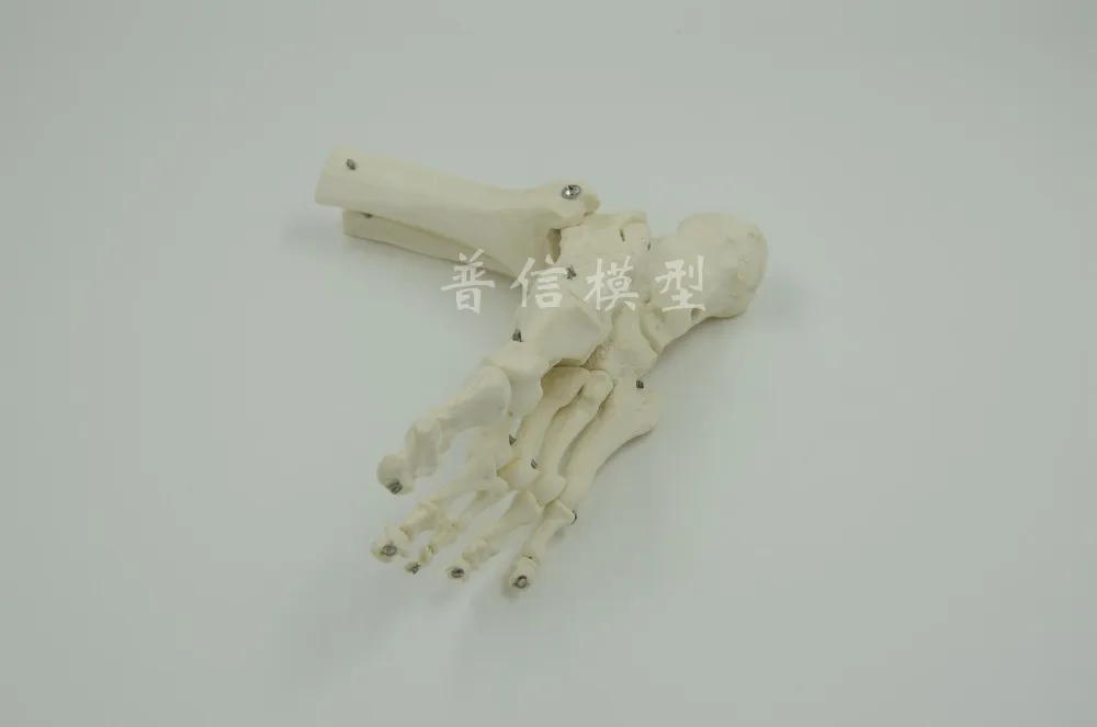 Human spine bone skeleton model 45cm sitting posture model Medical Science teaching supplies