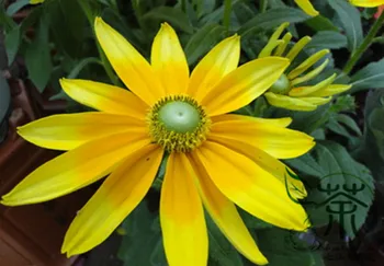 

Rudbeckia Laciniata Cutleaf Coneflower Jinguang-Ju