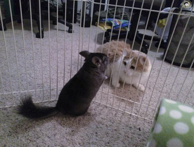 American Midwest Dragon Cat Fence Pet Ferret Wind Fence To Prevent Prison Break