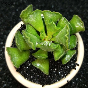 

Ngryise 3Pcs A Set Adromischus poellnitzianus