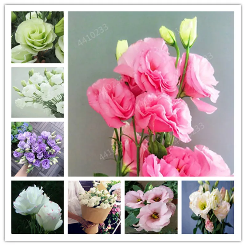 

Eustoma Grandiflorum Bonsai planta 200 pcs Lisianthus Flower flores Perennial office desktop Ornamental Plant Easy to Grow
