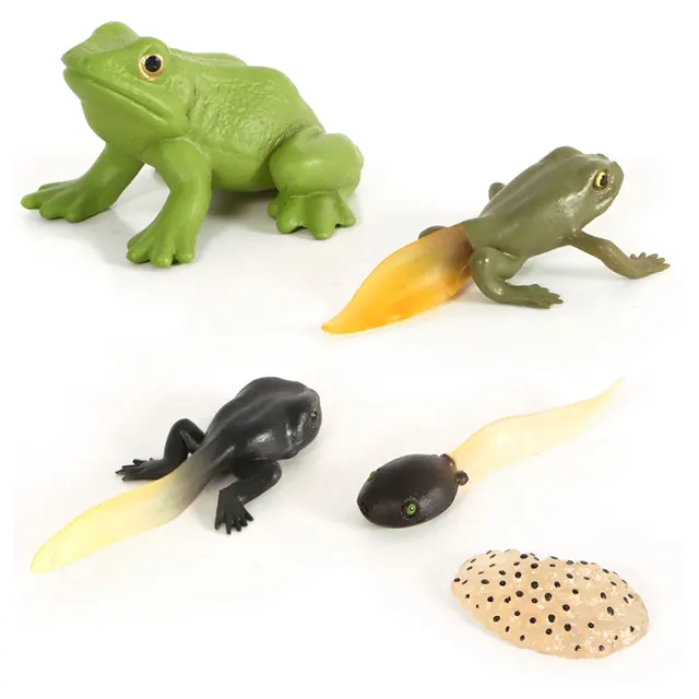 Jeu De Modeles D Animaux Cycle De Croissance Moustique Tortue De Mer Modele De Simulation Figurines D Action Jouets D Enseignement Pour Enfants Aliexpress