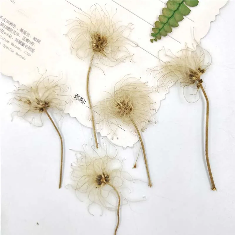 

Dandelion On Stems DIY Natural Dried Flowers Material Specimens Free Shipment 1 lot/100pcs