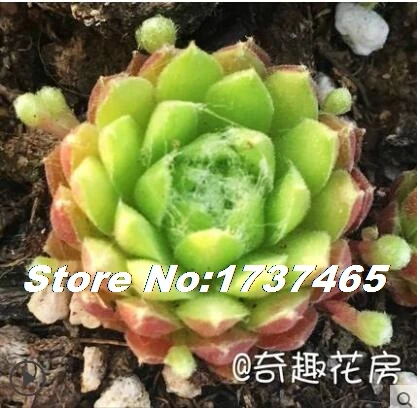 Импортные настоящие 20 шт Sempervivum Mischung Mix succulent-home garden - Цвет: 9