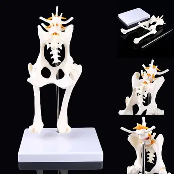 

Dog Canine Lumbar Hip Joint with Femur Model Teaching Anatomy Skeleton Display