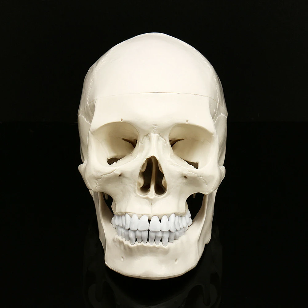

Art Medical Teaching Equipment Props Anatomical Skeleton Decoration Replica Party Realistic Human Skull Model Life Size Tracing