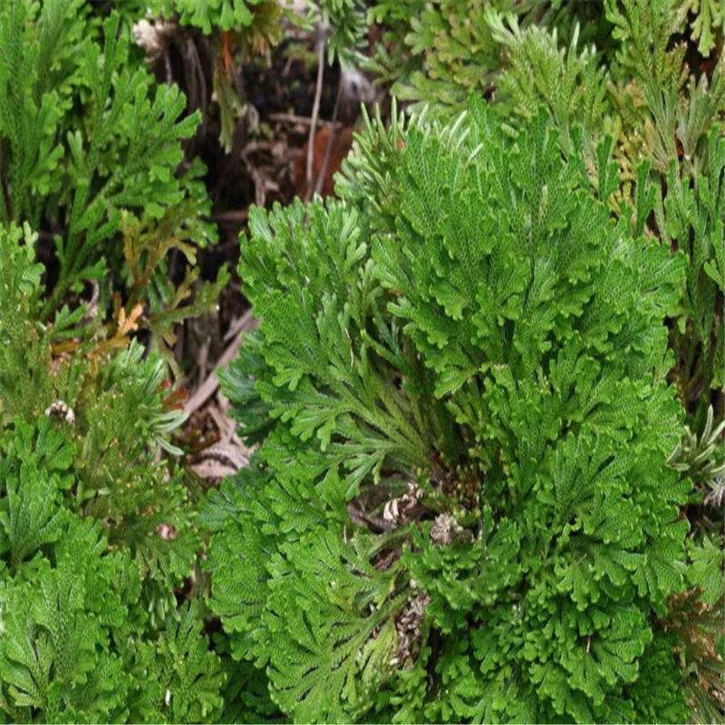 QQ截图20200508205106