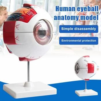 

Hot 6 Times Eye Eyeball Model Anatomy Study Lab Teaching Education Equipment Hogard