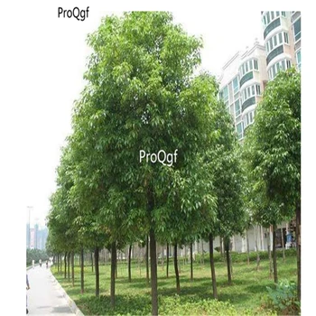 

Ngryise 500pcs a set Cinnamomum camphora