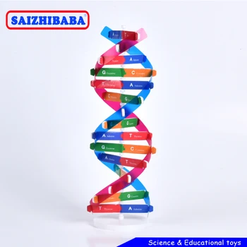 

Saizhibaba 1 set children Educational Toy DNA Double Helix Science ularization Teaching Models Teaching Tools For Kids Test Kit