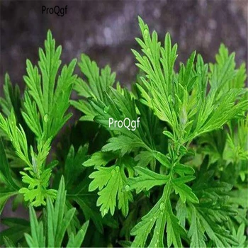

Ngryise 8000Pcs Artemisia argyi
