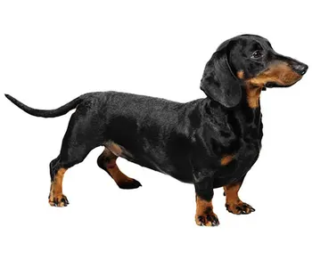 

Dinghy Tuzik overalls Dachshund dwarf warm bitch