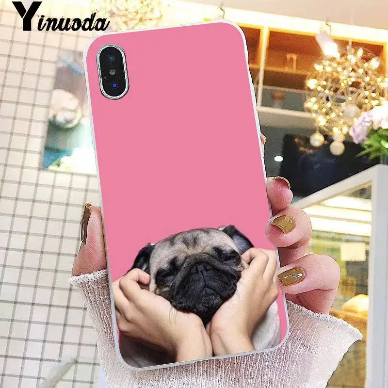 Animal Cute Pug Dog
