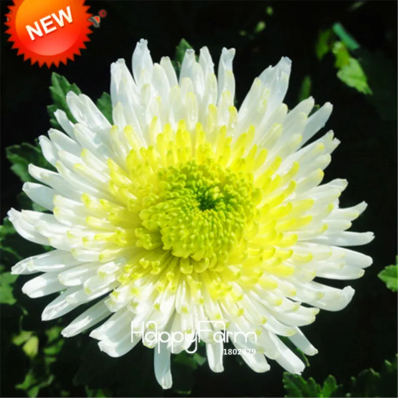 Китайская Хризантема Купить Семена