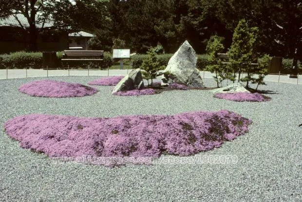 Новое домашнее садовое растение 400 шт. настоящий Thymus Serpyllum волшебный ковер ползучий Тимьян наземное покрытие травяные плантации, бонсай цветок P