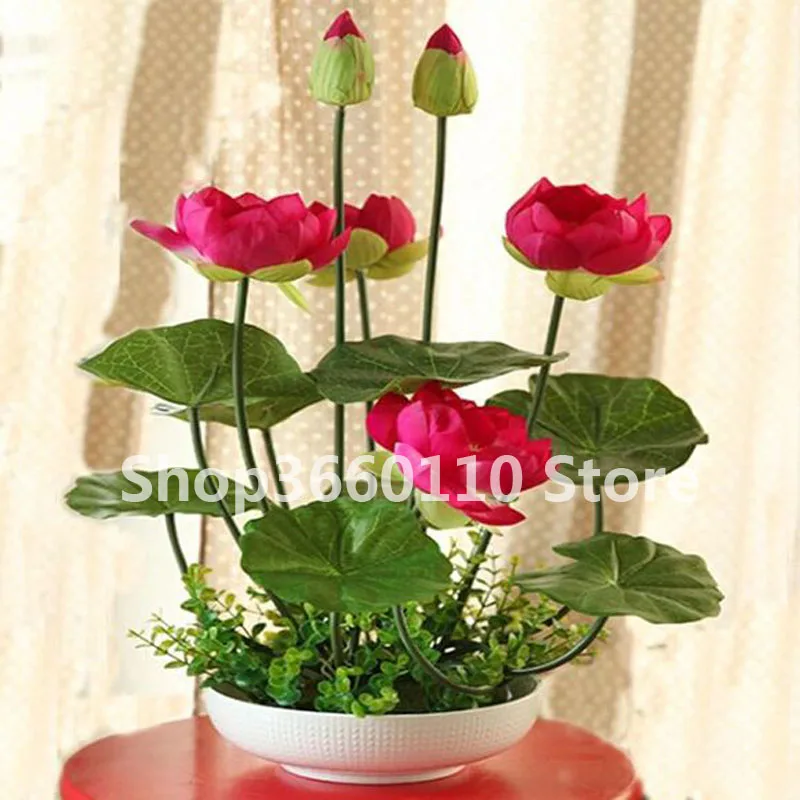 Бонсай цветок лотоса для лета реальные лотосов для легкого горшках бонсай и садовые растения 5 шт./пакет