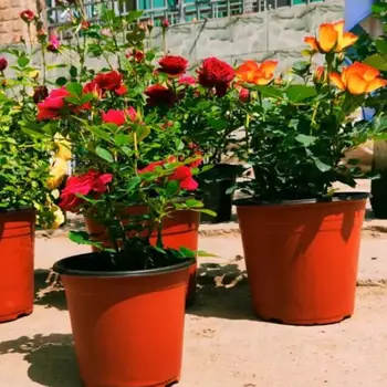 

10pcs Soft Plastic Flower Pots Two-color Durable Succulent Plant Pot Seedling Tray Nursery Container For Home Garden Decoration