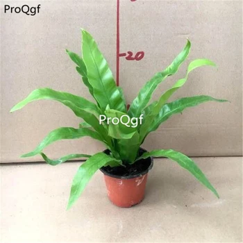 

Ngryise 1Pcs A Set Asplenium nidus