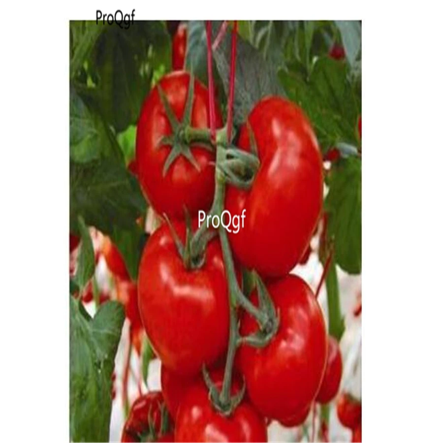 

Ngryise 5000Pcs A Set Chinese Fruit Big Red Tomatoes Solanum lycopersicum