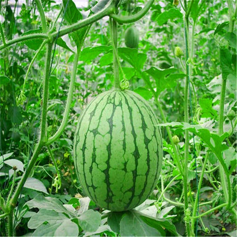 Лидер продаж! 30 шт. супер гигантский арбуз бонсай вкусные фруктовые растения здоровые органические овощи фрукты бонсай растение для домашнего сада - Цвет: 8