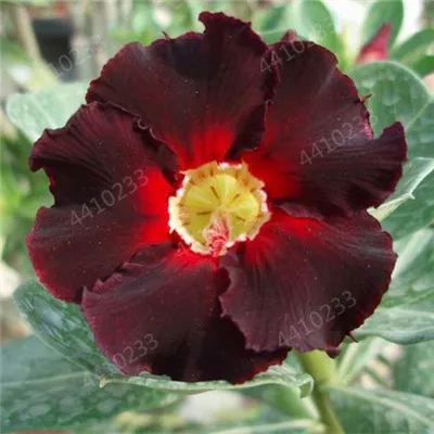 Распродажа! Новые 5 шт смешанные настоящие Adenium obesum пустынные розы цветы для дома и сада Семена бонсай растения для заказа образца - Цвет: 2