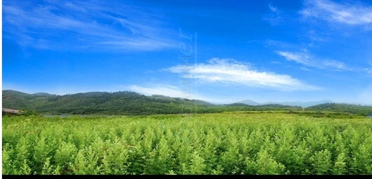 1 коробка артикул для массажа тела|Массажное оборудование коррекции Тело| |