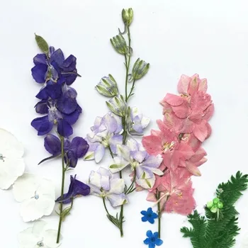 

Larkspur On Stems Natural Dried Flower Arrangements For DIY Handicraft 60Pcs