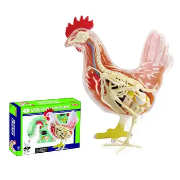 

4D MASTER Teaching Model Of Anatomy And Medicine Of Chicken Organs Toy For Children Puzzle Educational Toy