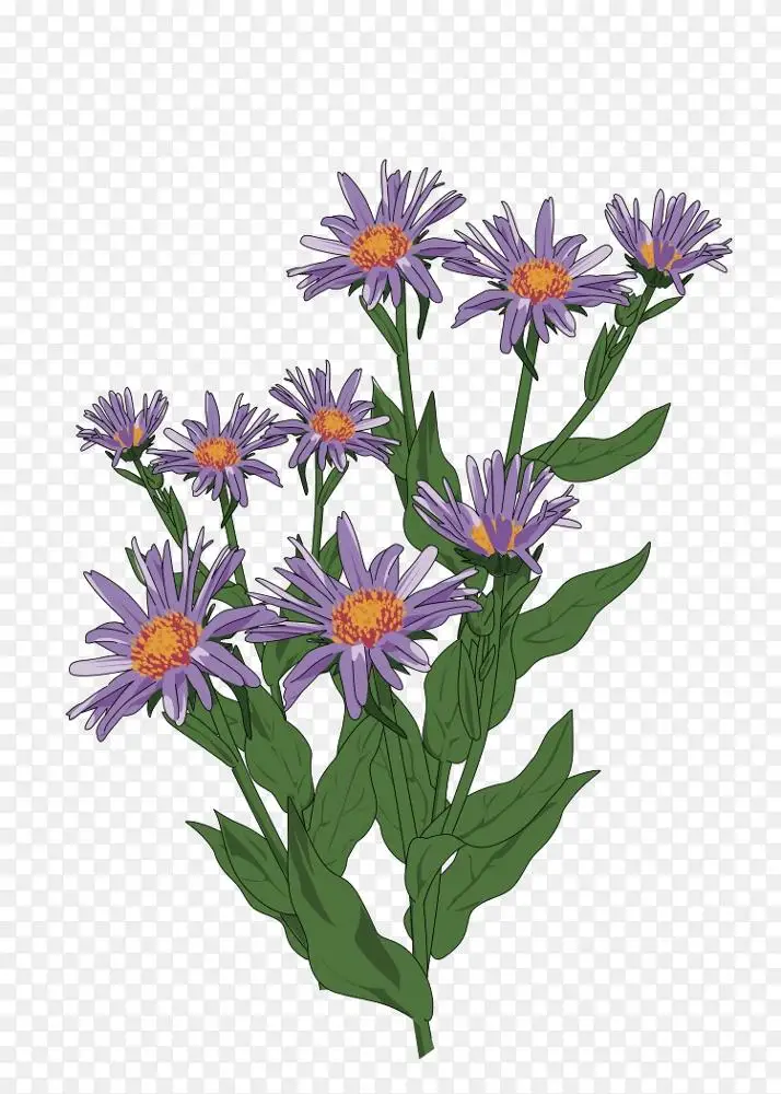 剪贴画仙人掌菊科花卉画 花png图片素材免费下载 图片编号 Png素材网