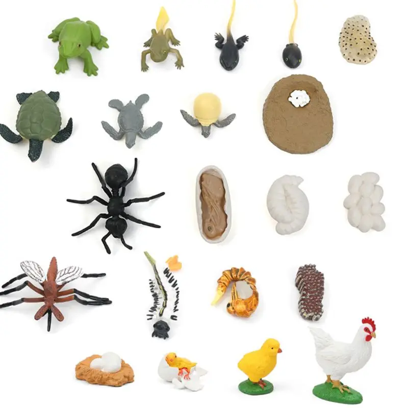 

Simulation Animal Growth Cycle Model Toys Realistic Frog Ant Tortoise Mosquito Children Educational Prop Scene Decoration Kids