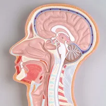 Голова средняя сагиттальная сплит-Поверхность Модель, голова анатомическая модель Ent анатомия, модель структуры мозга
