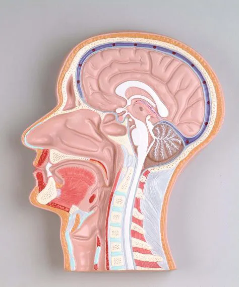 

Head Median Sagittal Split Surface Model, Head Anatomical Model Ent Anatomy, Brain Structure Model