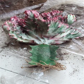 

Ngryise 1Pcs A Set caiqilin succulent cluster