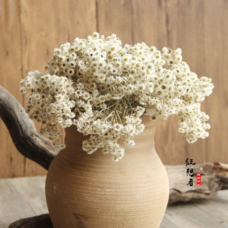 

[Mountain Flowers] MORI Series Natural Dried Flower Real Flowers Small White Flowers Cheese Chrysanthemum Home Block Floral Deco