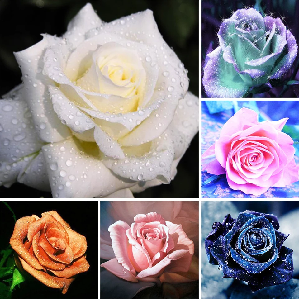 Алмазная 5D картина с цветами сделай сам в виде Розы полная вышивка подарок
