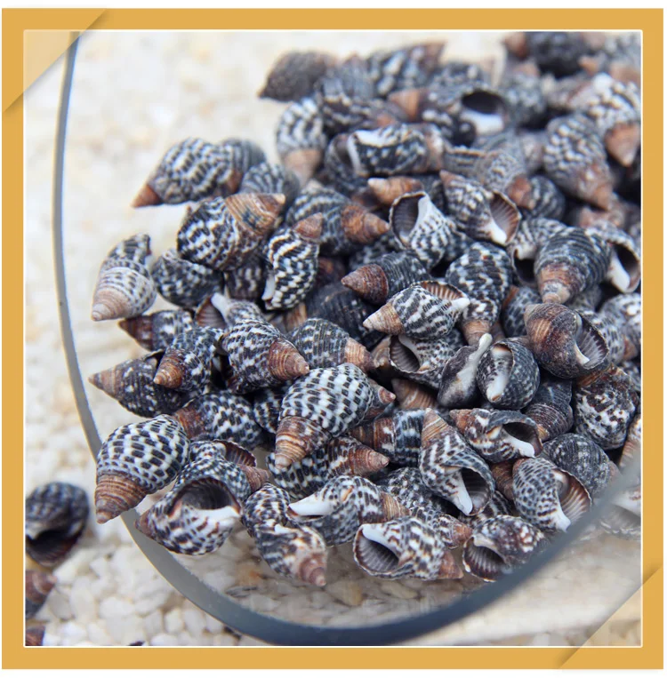 

50pcs black Sesame shell natural shell small conch creative DIY handmade materials drifting bottle shell painting accessories