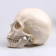 P-chama animal crânio estátua escultura halloween decoração resina artesanato pintura adereços médicos contador de barras decoração para casa(China)