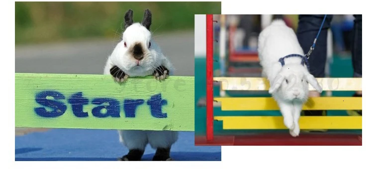 Competition grade pet rabbit obstacle high jump Hurdle Training rabbit exercise toy professional training equipment