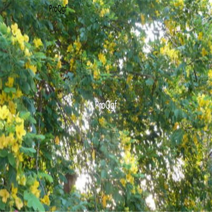 Ngryise 5000 шт набор Sophora xanthantha