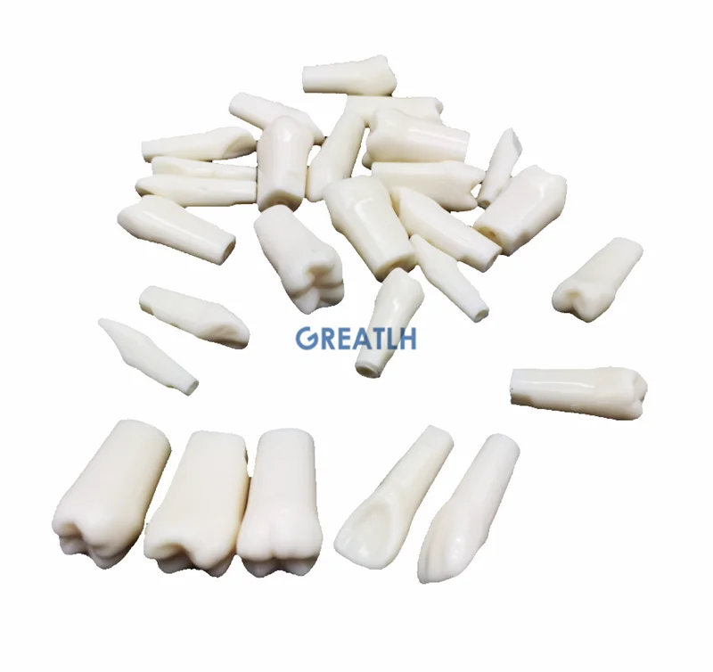 

28pcs Practise Teeth replacement model Dentist Practice teeth model Face Mask Mask Holder Decor Dental Teaching Model