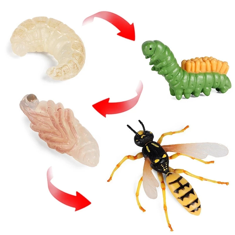 

2021 Insect Animals Model Simulation Wasp Growth Cycle Action Figures Figurine Miniature Educational Toys for children Gifts