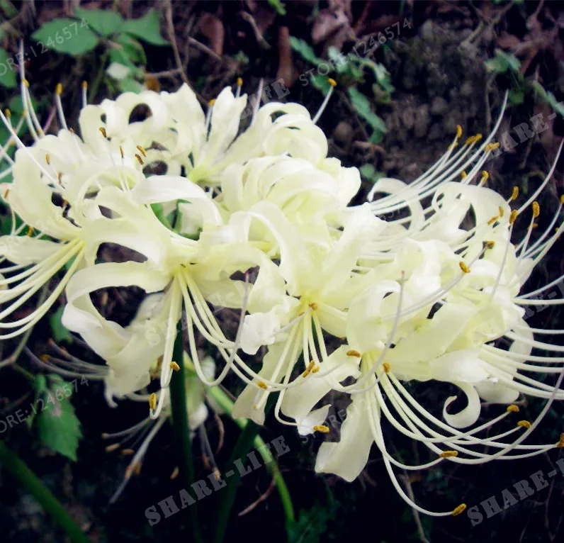 Редкие белые лампочки Lycoris Radiata бонсай растения в горшках посадочные сезоны комнатное растение бонсай для домашнего сада-2 лампы