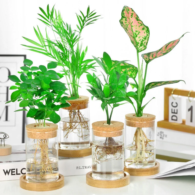 Plant Glass Cover Plants Decor For Flower Vase With Wood Cork High Quality 