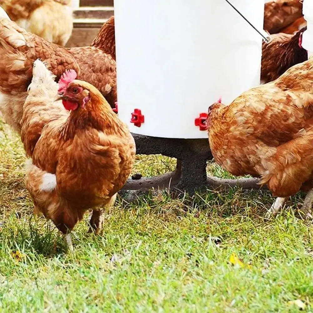 Automatic Chicken Feeding Water Dispenser Chicken Water Dispenser Mouth
